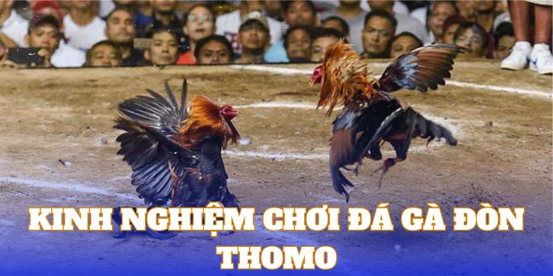 Tổng hợp kinh nghiệm cược gà đòn Thomo hiệu quả