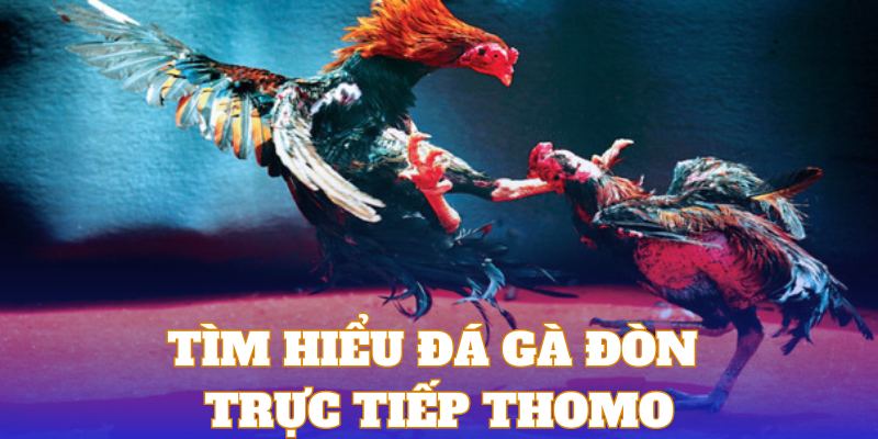 Tổng quan về hình thức đấu gà đòn Thomo